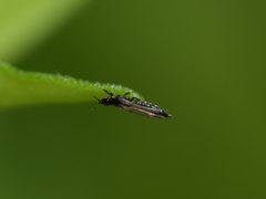 Thysanoptera