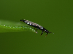 Thysanoptera