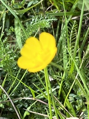 Ranunculus acris