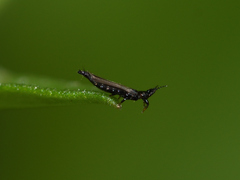 Thysanoptera
