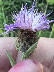 Centaurea nigrescens