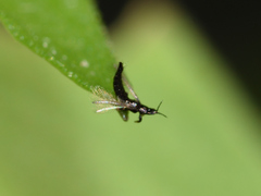 Thysanoptera
