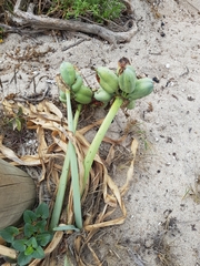 Pancratium maritimum