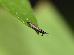 Thysanoptera