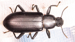 Alobates pensylvanicus