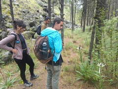 Eryngium proteiflorum