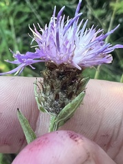 Centaurea nigrescens