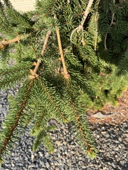 Picea engelmannii