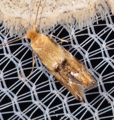 Bucculatrix coronatella