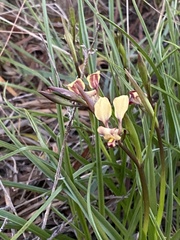 Diuris