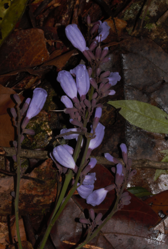 Jacaranda copaia (Jacaranda copaia)