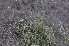 Eragrostis minor