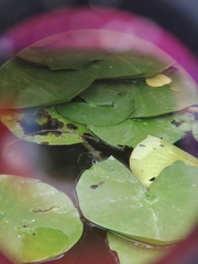 Paracercion calamorum