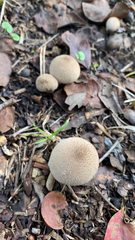 Lycoperdon