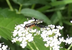 Itoplectis conquisitor