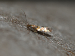 Gracillarioidea