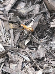 Camponotus castaneus