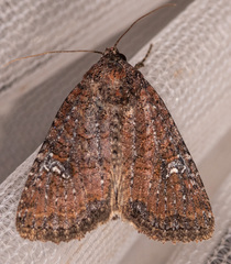 Mesapamea fractilinea