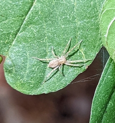 Anyphaenidae
