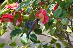 Acanthorhynchus tenuirostris