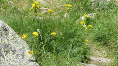 Jacobaea adonidifolia