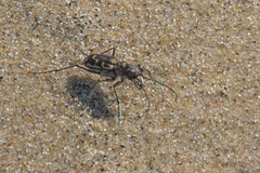 Cicindela repanda
