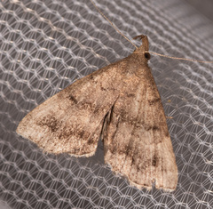 Phalaenostola larentioides