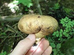 Scleroderma michiganense