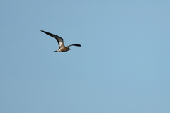 Onychoprion fuscatus