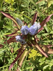 Gentiana andrewsii