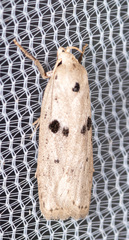 Scythropiodes issikii
