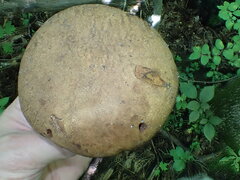 Scleroderma michiganense