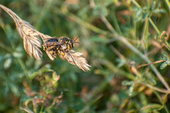 Anthidium florentinum
