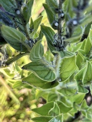 Lithospermum bejariense