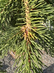 Picea engelmannii