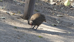Pternistis swainsonii swainsonii