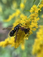 Dolichovespula arctica