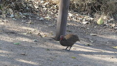 Pternistis swainsonii swainsonii