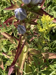 Gentiana andrewsii