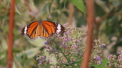 Danaus genutia