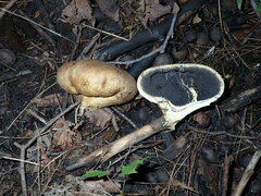 Scleroderma michiganense