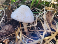 Leucocoprinus cepistipes
