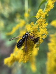 Dolichovespula arctica