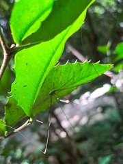 Sclerosomatidae