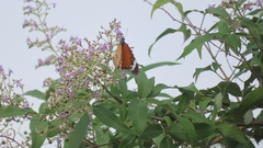 Danaus chrysippus