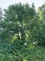 Betulaceae