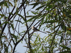 Aegithalos caudatus
