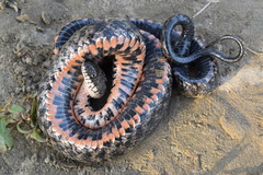 Natrix tessellata