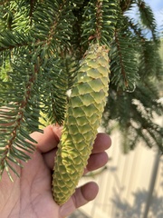 Picea engelmannii