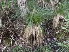 Carex stricta